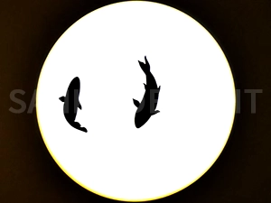 LED�����饤�ȱ߾ȼ�332