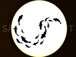 LED�����饤�ȱ߾ȼ�331